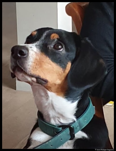 Le meilleur ami de l'homme © Jean-Philippe Daguerre 